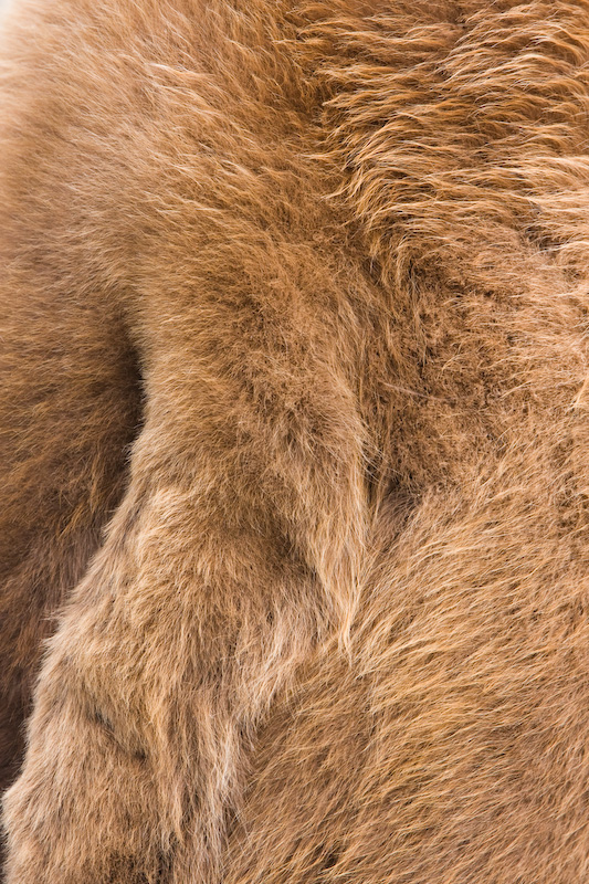 King Penguin Chick Feather Detail